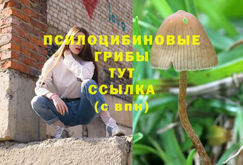 ОМГ ОМГ ONION  Дно  Псилоцибиновые грибы Psilocybe 